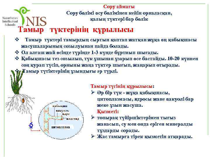 Сору аймағы Сору бөлімі өсу бөлімінен кейін орналасқан, қалың түктері бар бөлік Тамыр түктерінің