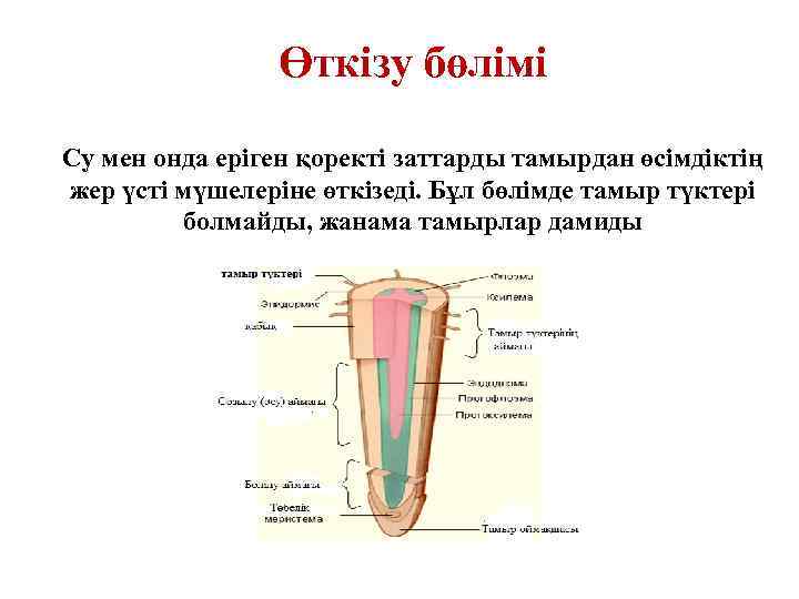 Өткізу бөлімі Су мен онда еріген қоректі заттарды тамырдан өсімдіктің жер үсті мүшелеріне өткізеді.