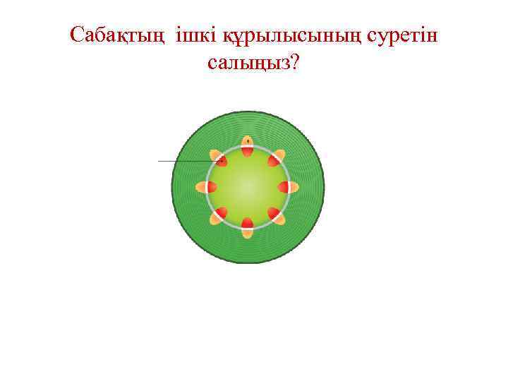 Сабақтың ішкі құрылысының суретін салыңыз? 