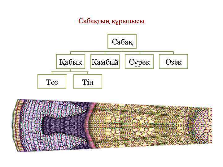 Сабақтың құрылысы Сабақ Қабық Камбий Тоз Тін Сүрек Өзек 