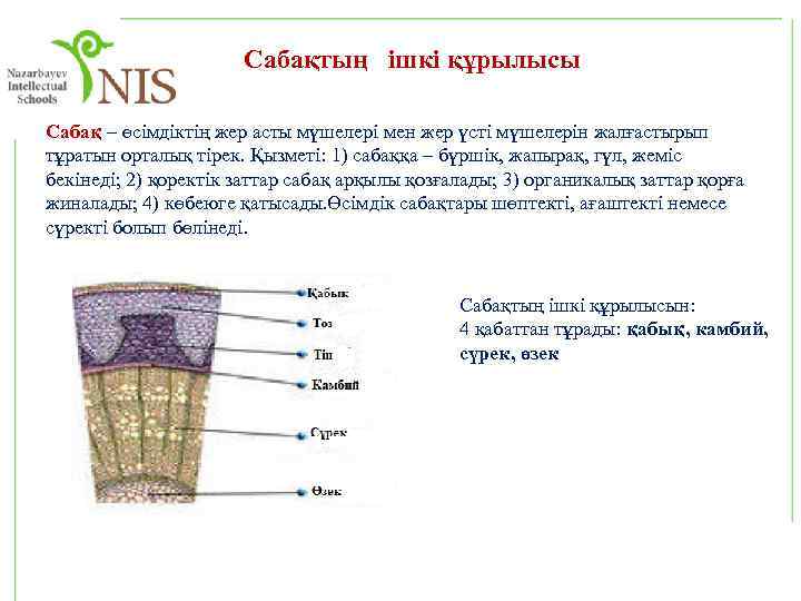 Сабақтың ішкі құрылысы Сабақ – өсімдіктің жер асты мүшелері мен жер үсті мүшелерін жалғастырып