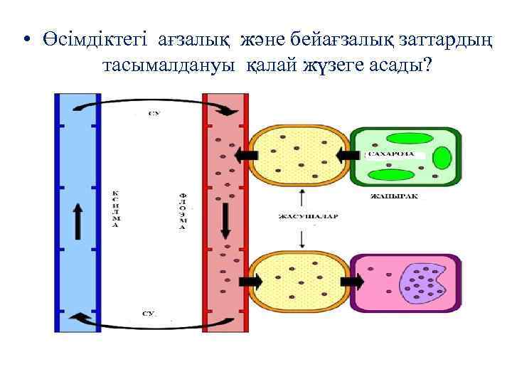  • Өсімдіктегі ағзалық және бейағзалық заттардың тасымалдануы қалай жүзеге асады? 