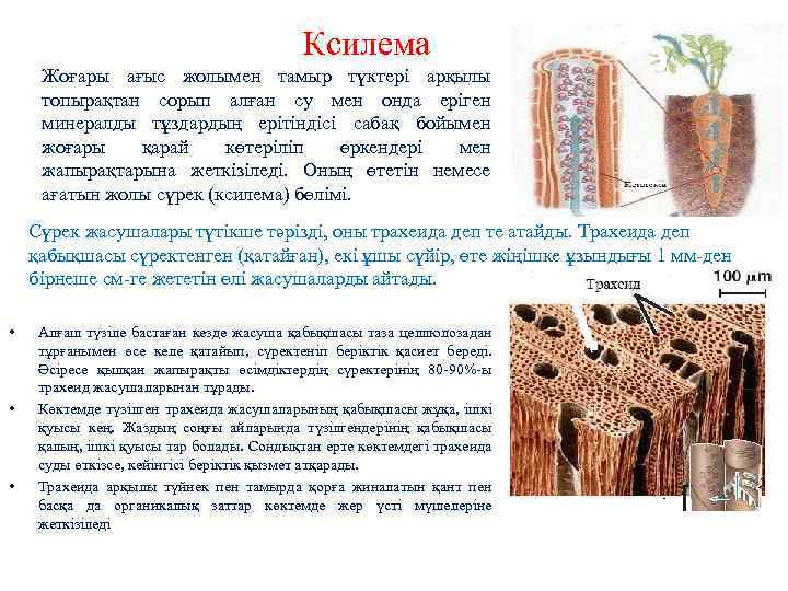 Ксилема Жоғары ағыс жолымен тамыр түктері арқылы топырақтан сорып алған су мен онда еріген
