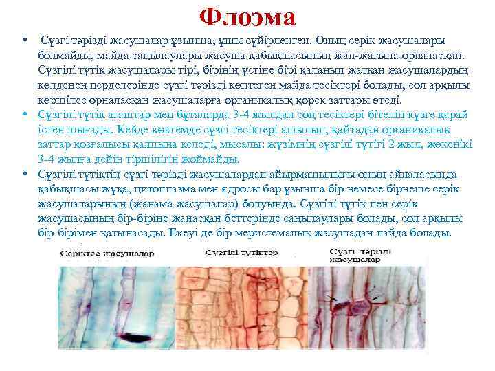 Флоэма • Сүзгі тәрізді жасушалар ұзынша, ұшы сүйірленген. Оның серік жасушалары болмайды, майда саңылаулары