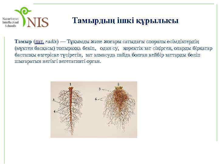 Тамырдың ішкі құрылысы Тамыр (лат. radix) — Тұқымды және жоғары сатыдағы споралы өсімдіктердің (мүктен