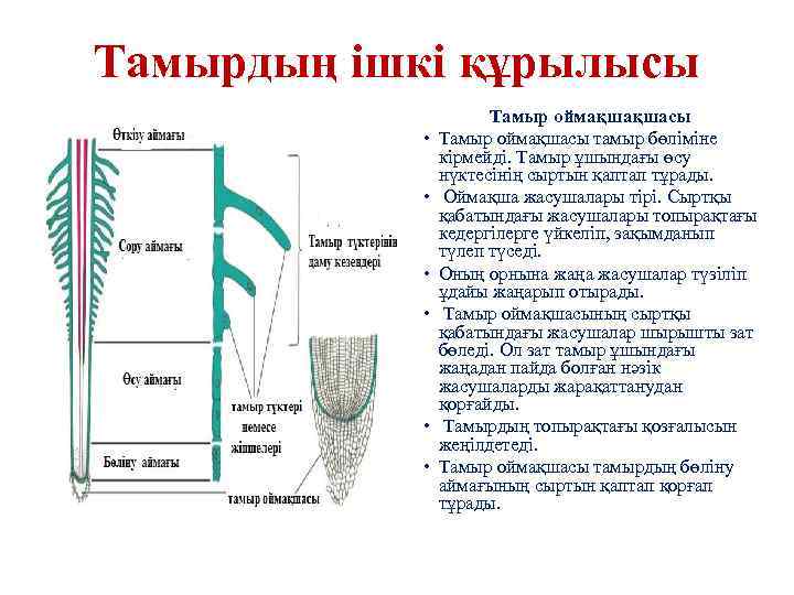 Тамырдың ішкі құрылысы Тамыр оймақшақшасы • Тамыр оймақшасы тамыр бөліміне кірмейді. Тамыр ұшындағы өсу