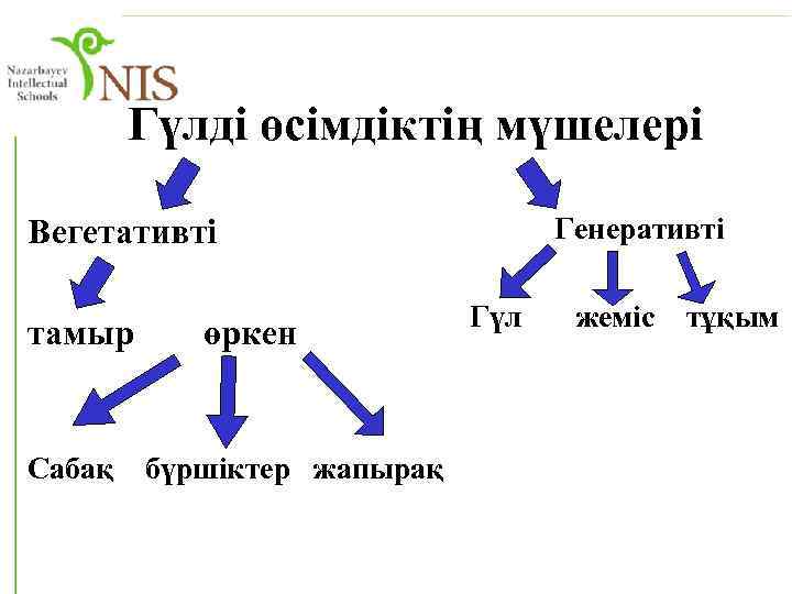 Гүлді өсімдіктің мүшелері Генеративті Вегетативті тамыр Сабақ өркен бүршіктер жапырақ Гүл жеміс тұқым 