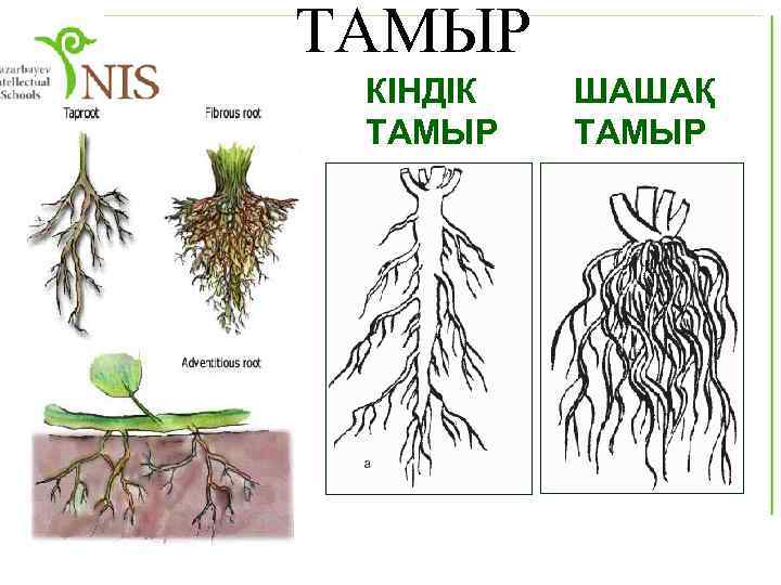 ТАМЫР КІНДІК ТАМЫР ШАШАҚ ТАМЫР 