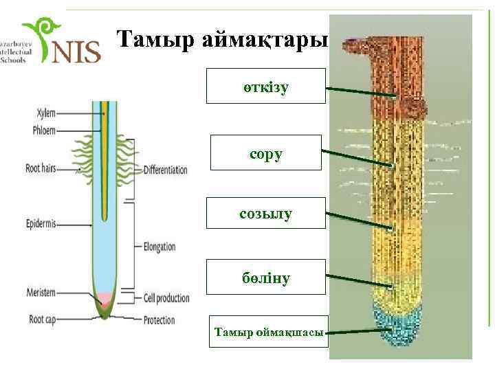 Тамыр аймақтары өткізу сору созылу бөліну Тамыр оймақшасы 