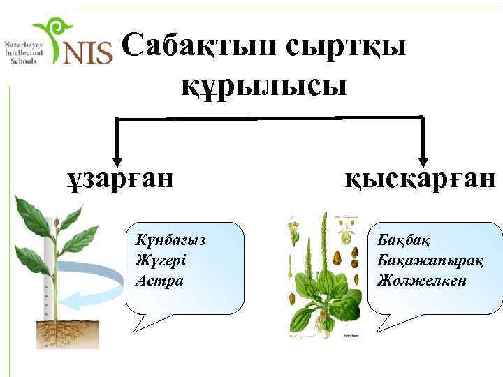 Сабақтын сыртқы құрылысы ұзарған Күнбағыз Жүгері Астра қысқарған Бақбақ Бақажапырақ Жолжелкен 