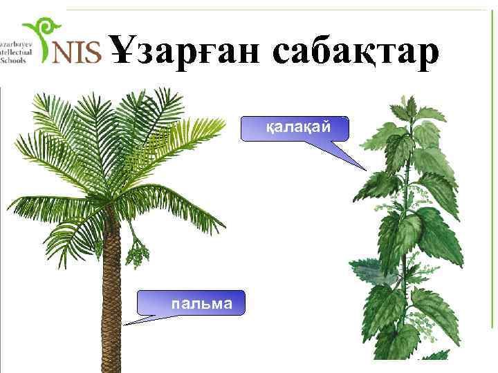 Ұзарған сабақтар қалақай пальма 
