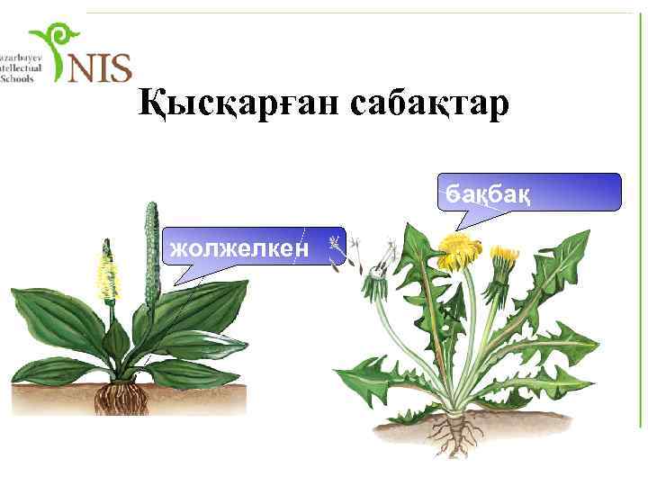 Қысқарған сабақтар бақбақ жолжелкен 
