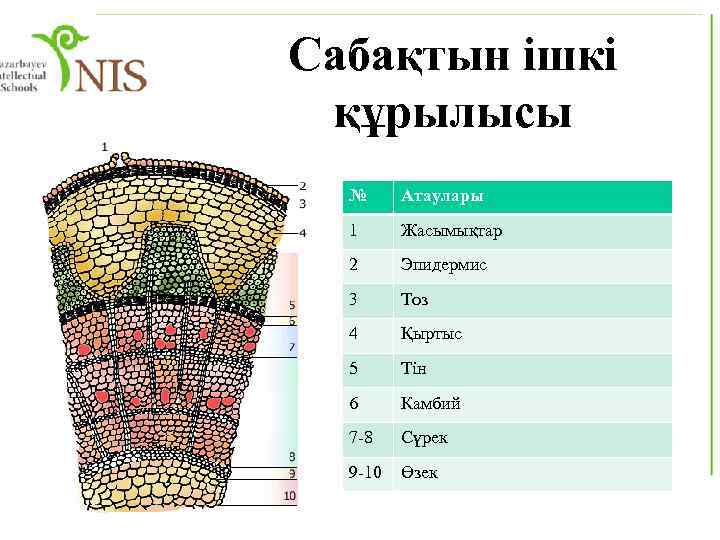 Сабақтын ішкі құрылысы № Атаулары 1 Жасымықтар 2 Эпидермис 3 Тоз 4 Қыртыс 5