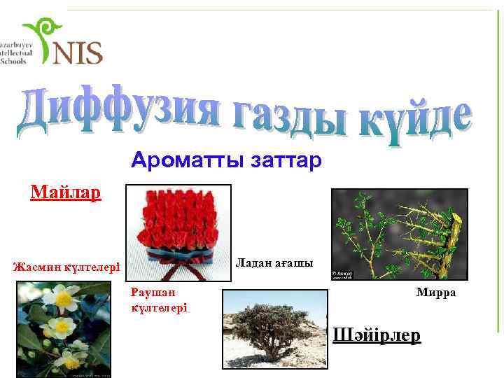 Ароматты заттар Майлар Ладан ағашы Жасмин күлтелері Раушан күлтелері Мирра Шәйірлер 