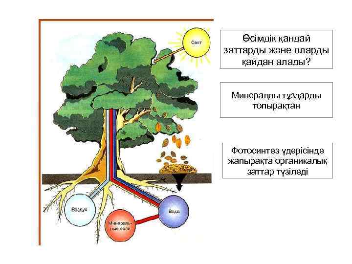 Өсімдік қандай заттарды және оларды қайдан алады? Минералды тұздарды топырақтан Фотосинтез үдерісінде жапырақта органикалық