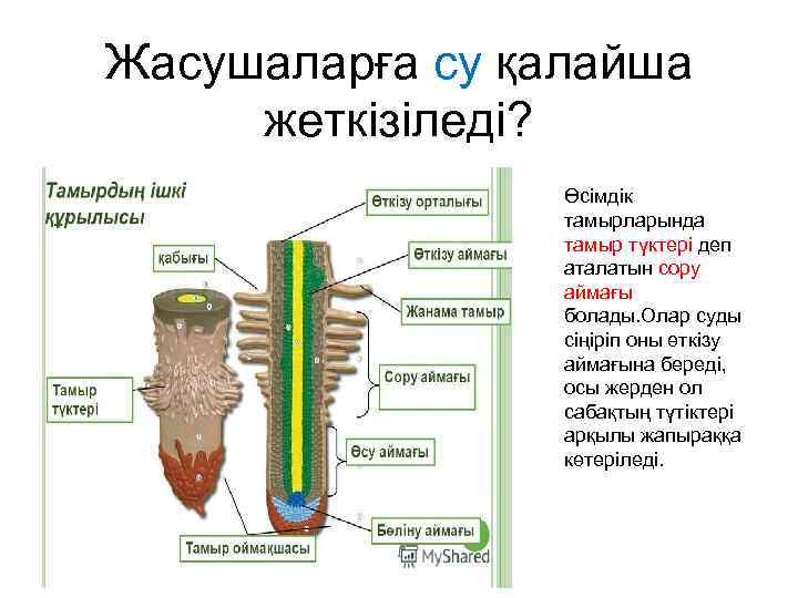 Жасушаларға су қалайша жеткізіледі? Өсімдік тамырларында тамыр түктері деп аталатын сору аймағы болады. Олар