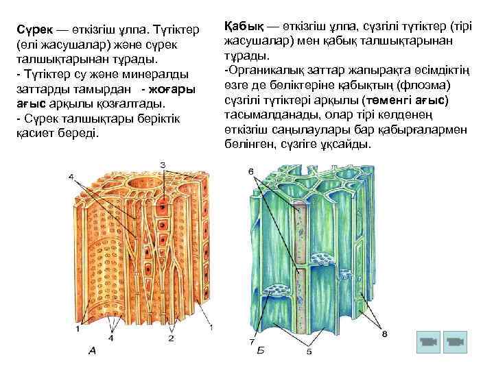 Сүрек — өткізгіш ұлпа. Түтіктер (өлі жасушалар) және сүрек талшықтарынан тұрады. - Түтіктер су