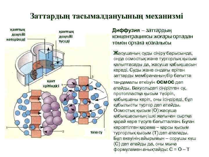 Заттардың тасымалдануының механизмі қанттың деңгейі көтеріледі Диффузия – заттардың концентрациясы жоғары ортадан төмен ортаға