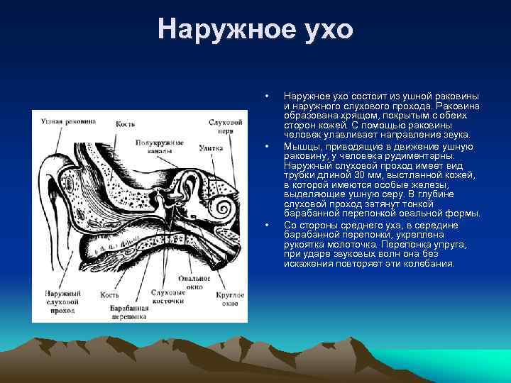 Что относится к наружному уху. Наружное ухо состоит из. Наружное ухо состоит из ушной раковины и наружного слухового прохода. Наружный слуховой проход функции.