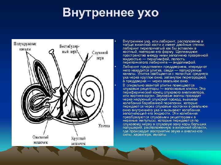 Внутреннее ухо функции