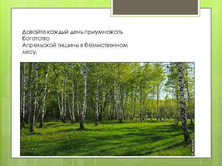 Давайте каждый день приумножать богатство Апрельской тишины в безлиственном лесу. 