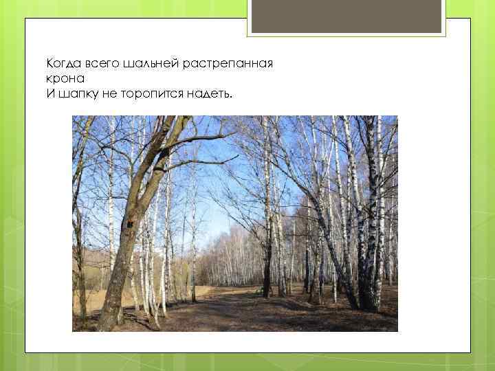 Когда всего шальней растрепанная крона И шапку не торопится надеть. 