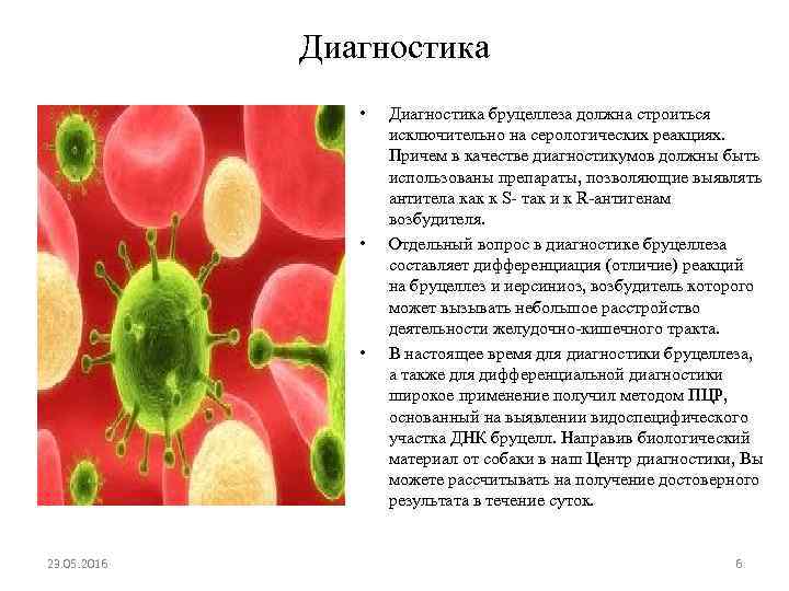 Диагностика • • • 23. 05. 2016 Диагностика бруцеллеза должна строиться исключительно на серологических