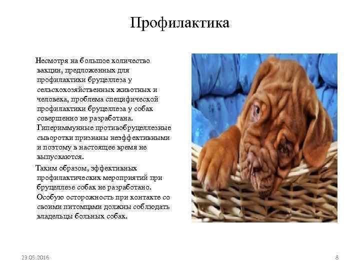 Профилактика Несмотря на большое количество вакцин, предложенных для профилактики бруцеллеза у сельскохозяйственных животных и