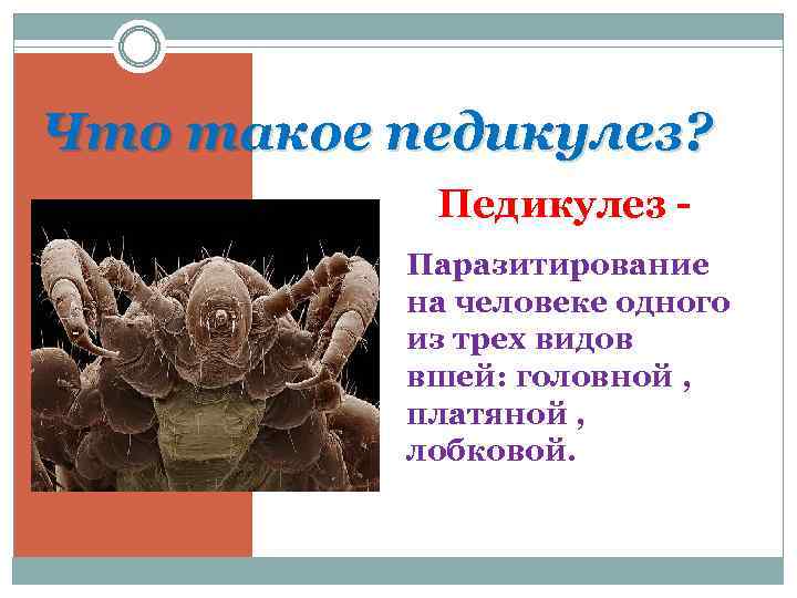 Что такое педикулез? Педикулез Паразитирование на человеке одного из трех видов вшей: головной ,