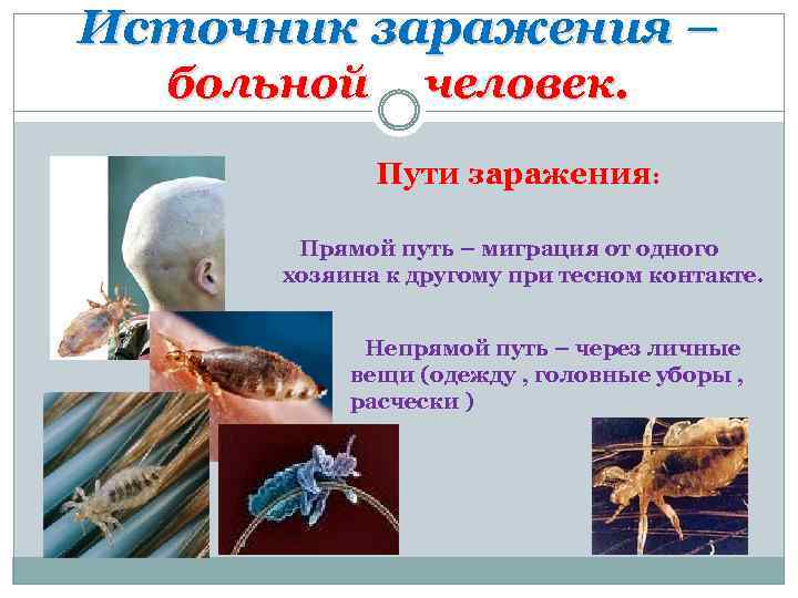 Источник заражения – больной человек. Пути заражения: Прямой путь – миграция от одного хозяина