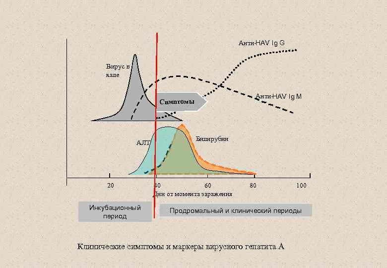 Анти-HAV Ig G Вирус в кале Анти-HAV Ig M Симптомы АЛТ 20 Инкубационный период