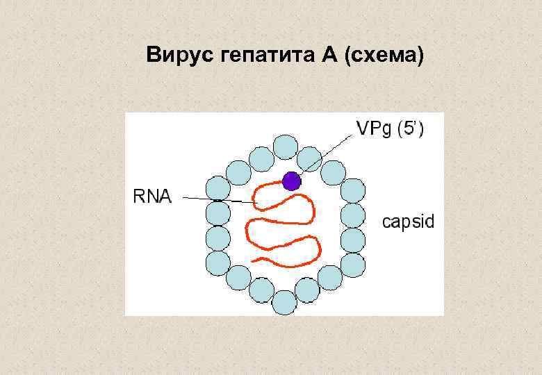 Вирус гепатита А (схема) 