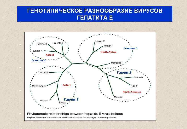 ГЕНОТИПИЧЕСКОЕ РАЗНООБРАЗИЕ ВИРУСОВ ГЕПАТИТА Е Генотип 1 Генотип 4 Генотип 2 Генотип 3 