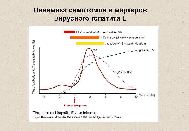 Динамика симптомов и маркеров вирусного гепатита Е 