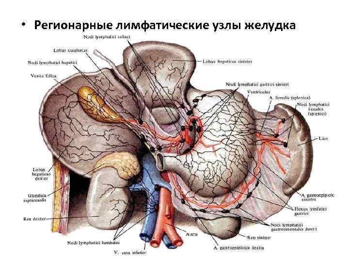  • Регионарные лимфатические узлы желудка 