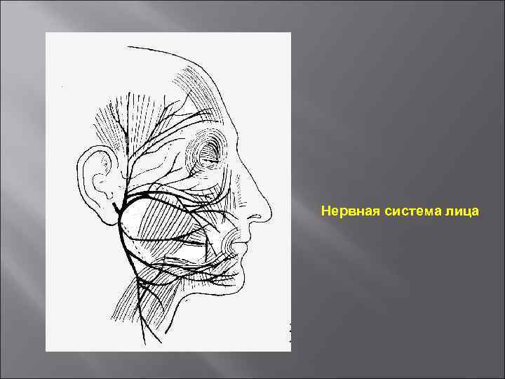 Нервная система лица 