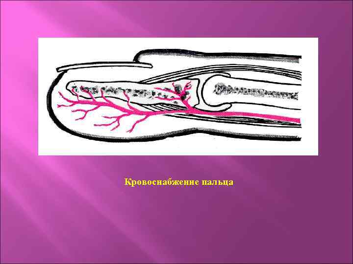 Кровоснабжение пальца 