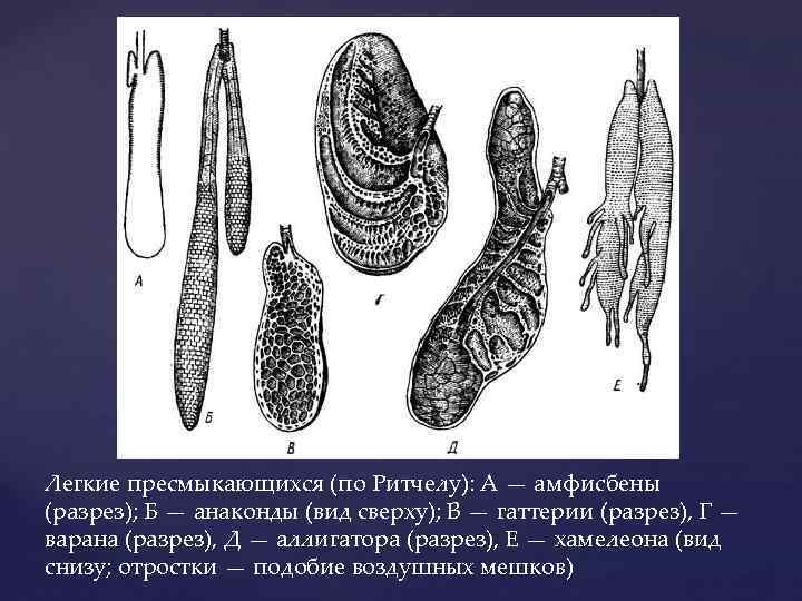 Легкие пресмыкающихся (по Ритчелу): А — амфисбены (разрез); Б — анаконды (вид сверху); В
