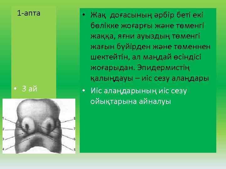 1 апта • 3 ай • Жақ доғасының әрбір беті екі бөлікке жоғарғы және