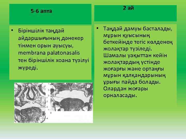 5 -6 апта • Біріншілік таңдай айдаршығының дәнекер тінмен орын ауысуы, membrana palatonasalis тен