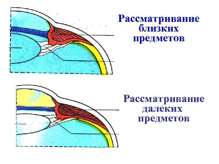 Рассматривание близких предметов Рассматривание далеких предметов 
