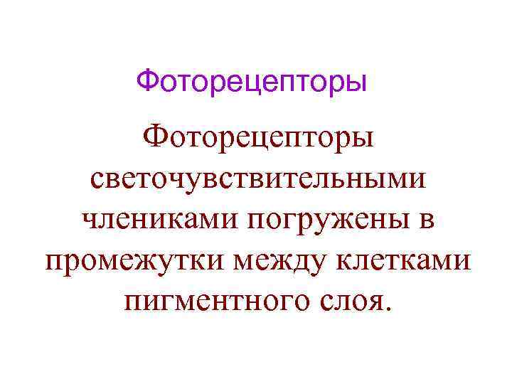 Фоторецепторы светочувствительными члениками погружены в промежутки между клетками пигментного слоя. 