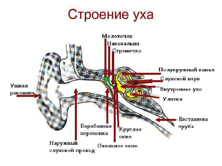 Строение уха 