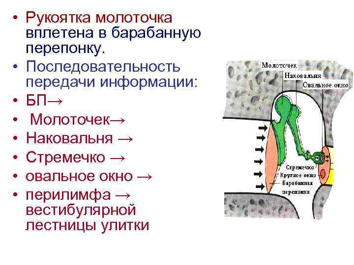  • Рукоятка молоточка вплетена в барабанную перепонку. • Последовательность передачи информации: • БП→