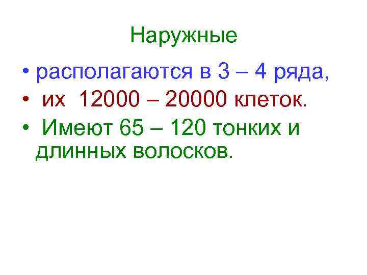 Наружные • располагаются в 3 – 4 ряда, • их 12000 – 20000 клеток.