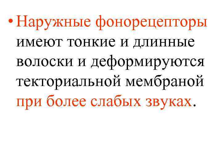  • Наружные фонорецепторы имеют тонкие и длинные волоски и деформируются текториальной мембраной при
