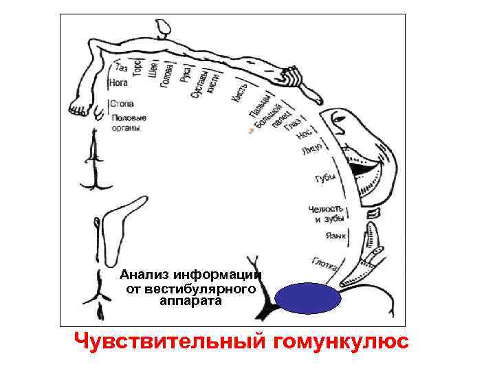 Анализ информации от вестибулярного аппарата Чувствительный гомункулюс 