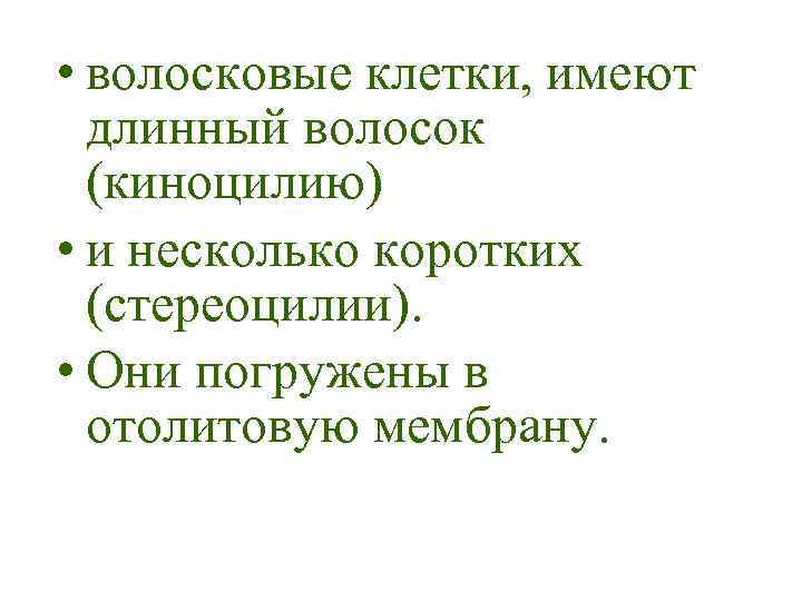  • волосковые клетки, имеют длинный волосок (киноцилию) • и несколько коротких (стереоцилии). •