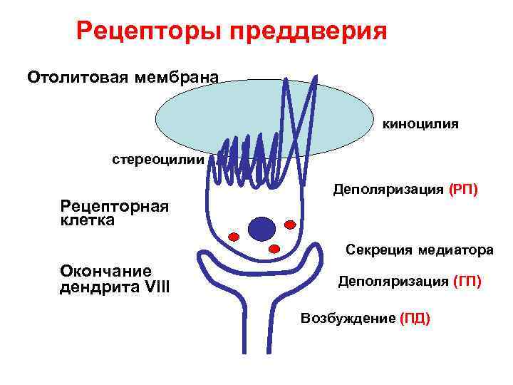 Рецепторы преддверия Отолитовая мембрана киноцилия стереоцилии Рецепторная клетка Деполяризация (РП) Секреция медиатора Окончание дендрита