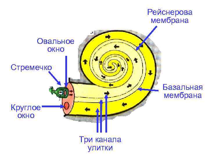 Рейснерова мембрана Овальное окно Стремечко Базальная мембрана Круглое окно Три канала улитки 